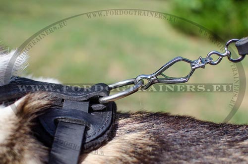 Leather harness distributing charge
for Siberian Laika