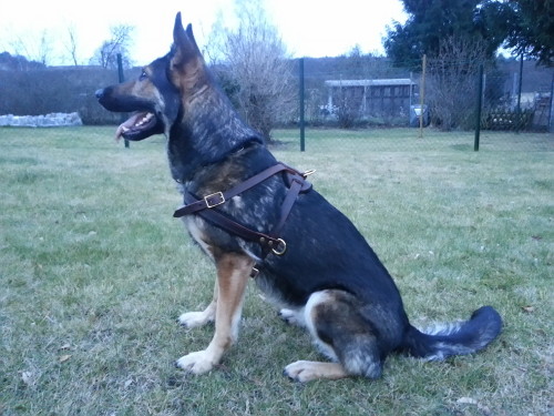 Good-looking German Shepherd happy with our Leather harness for Work and Leasure