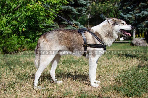Stevige lederen
hondentuig voor Laika - vest voor werk
