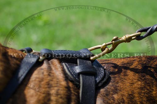 Solid buckle and ring for a lead of the agitation harness
for Boxer