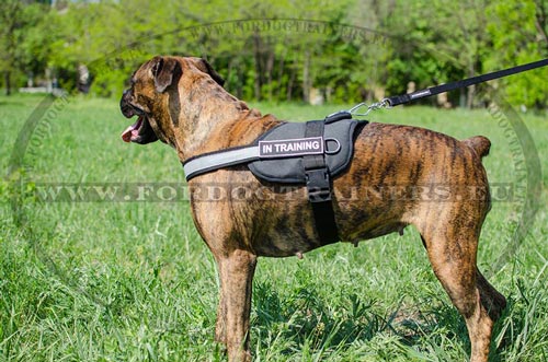 Boxer Harness with Patches