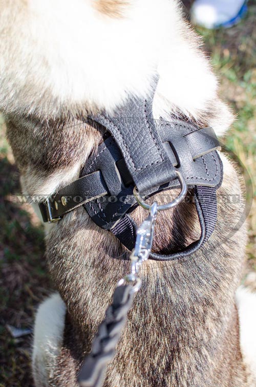 Resistant
straps of the leather harness for Laika training