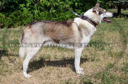 Dog Collar Strong and Durable on West Siberian Laika