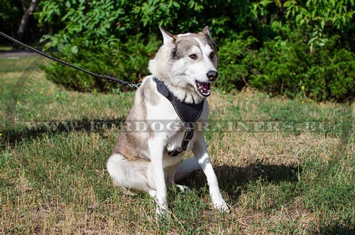 West Siberian Laika in the Professional Leather
Harness