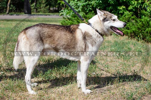 Perfect Leather collar for West Siberian Laika