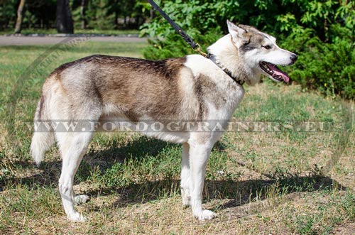 Perfecte Lederen halsband voor West Siberische Laika