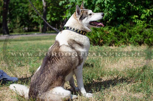 West Siberische Laika ziet goed uit in zijn perfecte
Honden Halsband met Platen