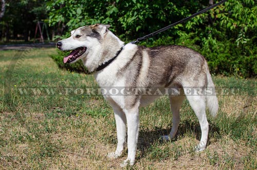 Actieve Siberische Laika in Klassieke stijle lederen
halsband