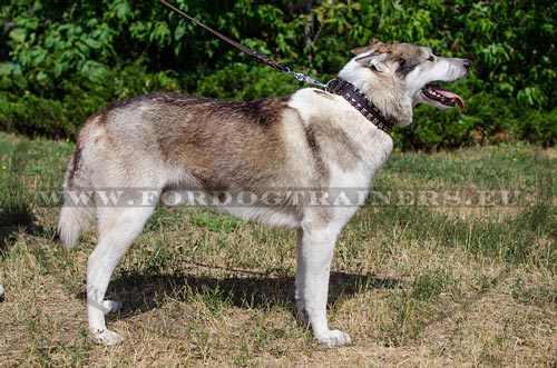 Laika con collare di pelle naturale con borchie quadrate