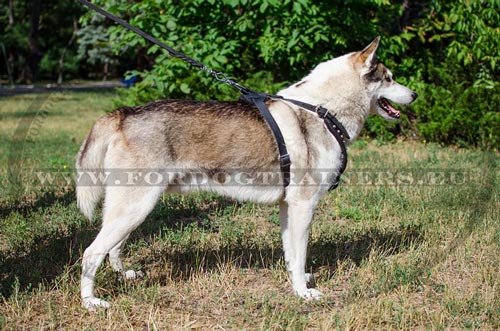 Laika Durable Leather Harness