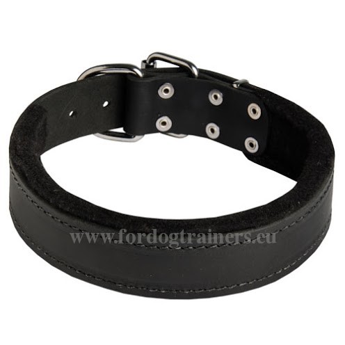 Leather Dog Collar for West Siberian Laika