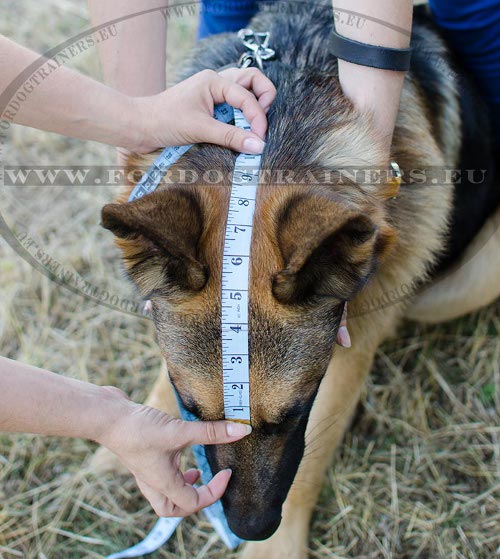 Wie den hund fuer den Hundemaulkorb messen