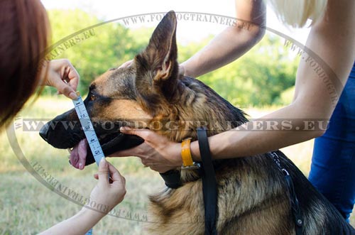 How to measure a dog for the
muzzle picture