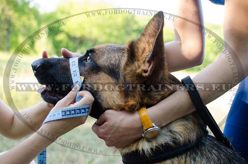 Circunferencia alrededor del hocico
una pulgada por debajo de la lnea de vista en
pulgadas.