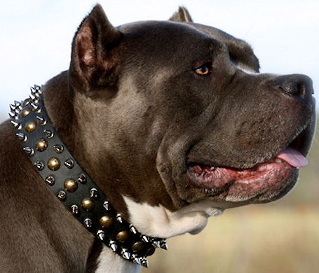 Hundehalsband Mit Nieten Aus Leder – Kombi-Set Mit Leine Für Große Hunde Wie Pitbull, Rottweiler