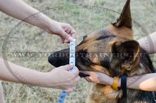 Hundeschnauze Breite fuer den Maulkorb