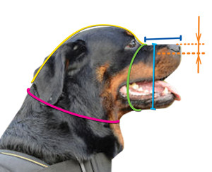 How to
size a dog for fit muzzle