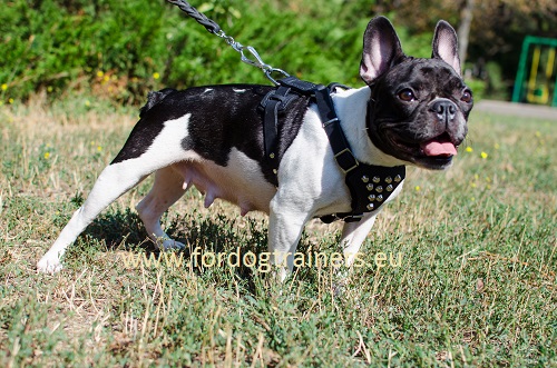 Small Dog Harness for French Bulldog Walking | Bulldog Harness - Click Image to Close