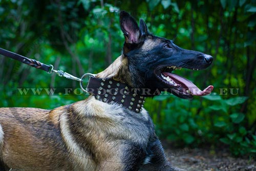 Studded Collar for Belgian Malinois - Click Image to Close