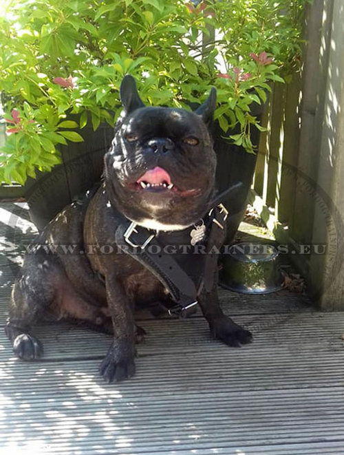 Bestia Harnais en cuir Bowtie pour bouledogues français et petits