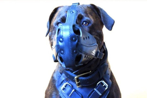 Sturdy Leather Dog Muzzle for Alano - Click Image to Close