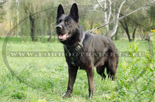 Protection&Attack Leather Dog Harness for German Shepherd - Click Image to Close