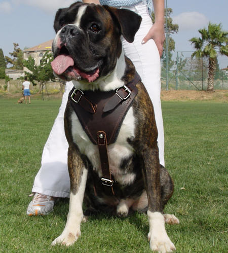 Protection/Attack Leather Dog Harness H1for Boxer - Click Image to Close
