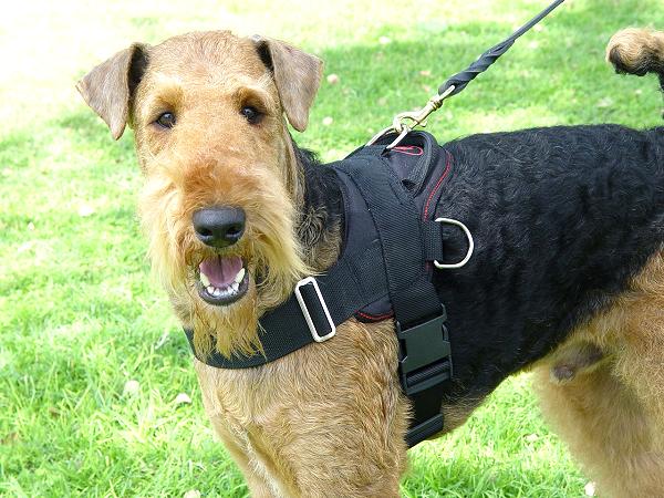 Airedale Terrier Nylon multi-purpose dog harness H6 - Click Image to Close