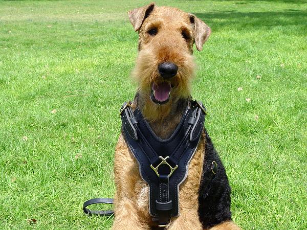 Airedale Terrier Exclusive Luxury Padded Leather Harness - Click Image to Close