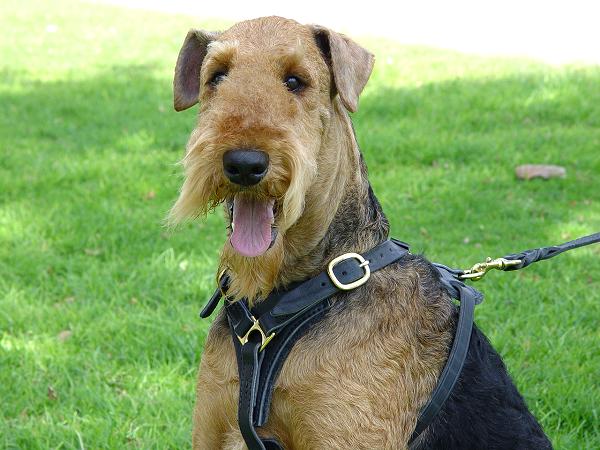 Tracking Walking leather dog harness H3 for Airedale Terrier - Click Image to Close