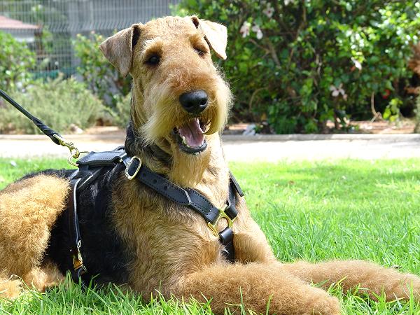 Airedale Terrier Luxury Leather Large Harness H7 - Click Image to Close