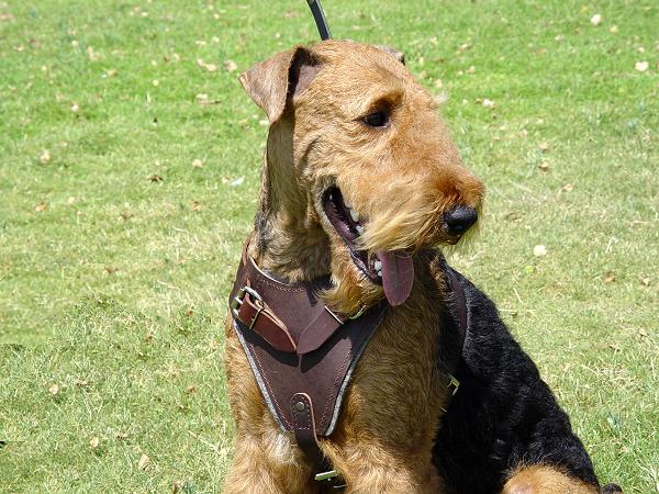 Airedale Terrier Agitation /Protection Leather Dog Harness H1 - Click Image to Close