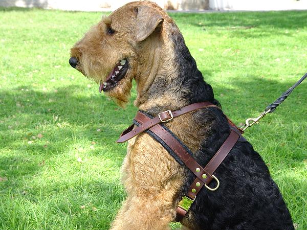 Airedale Terrier Tracking and Pulling Leather Dog Harness - Click Image to Close