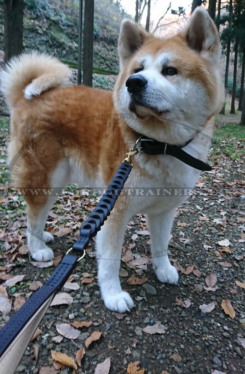 Extra Wide Leather Collar for Akita Inu - Click Image to Close