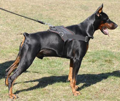 Dobermann Nylon multi-purpose dog harness H6 - Click Image to Close