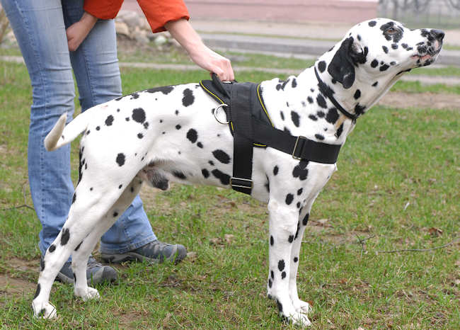 Dalmatian Nylon multi-purpose dog harness H6 - Click Image to Close
