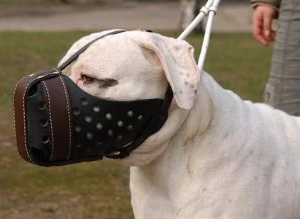 Leather Dog Muzzle "Dondi plus" for American Bulldog - Click Image to Close