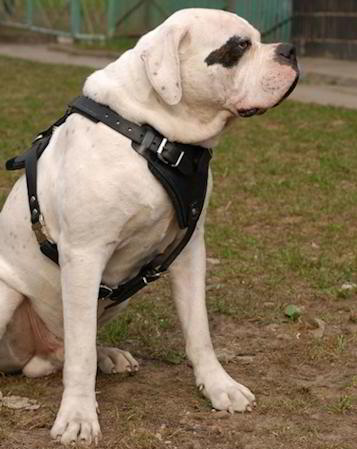 Protection/Attack Leather Dog Harness H1 for American Bulldog - Click Image to Close