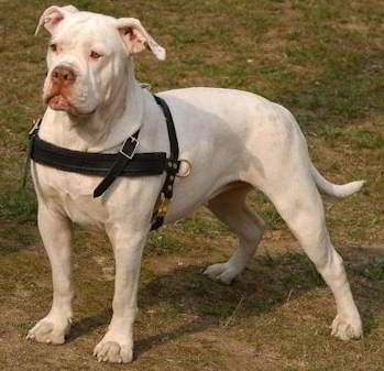 American Bulldog Tracking /Pulling/Walking Leather Dog Harness - Click Image to Close