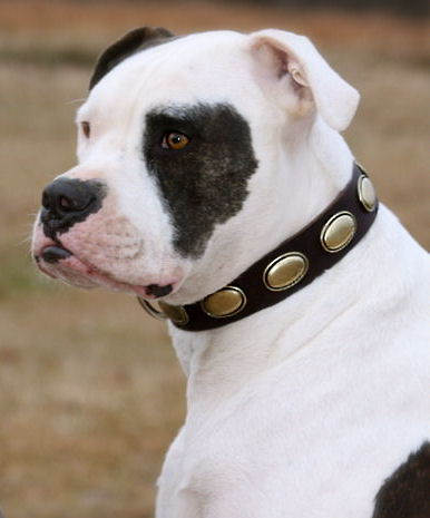 Gorgeous Vintage Dog Leather Collar C103 for American Bulldog - Click Image to Close