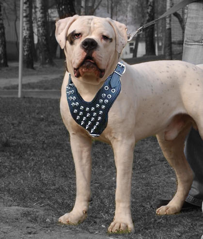 Spiked leather dog harnesses H9 for American bulldog - Click Image to Close
