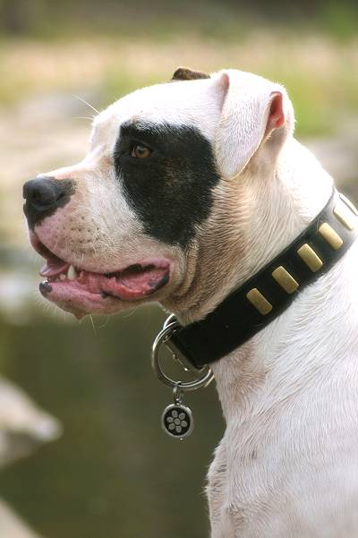 Gorgeous Wide Collar With Brass Plates for American Bulldog - Click Image to Close
