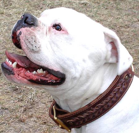 American Bulldog Handcrafted Braided Leather Dog Collar - Click Image to Close