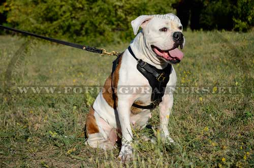 American Bulldog Luxury Handcrafted Padded Leather Harness - Click Image to Close
