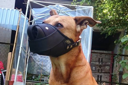 Extra Practical Amstaff Muzzle Leather&Nylon☛ - Click Image to Close