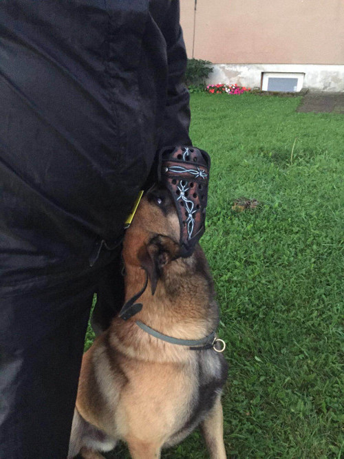 Muzzle with Barbed Wire Painting for Malinois - Click Image to Close