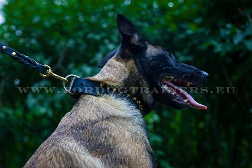 Leather Spiked Dog Collar for Malinois - Click Image to Close