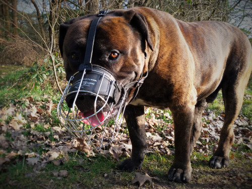 Boerboel Wire Basket Muzzle with Padding▧ - Click Image to Close