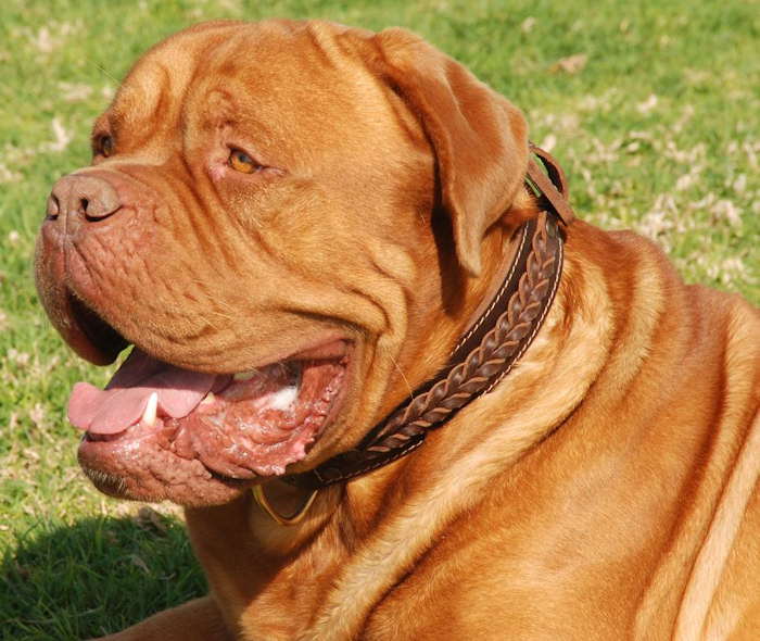 Special Braided Leather Dog Collar for Dogue de Bordeaux - Click Image to Close