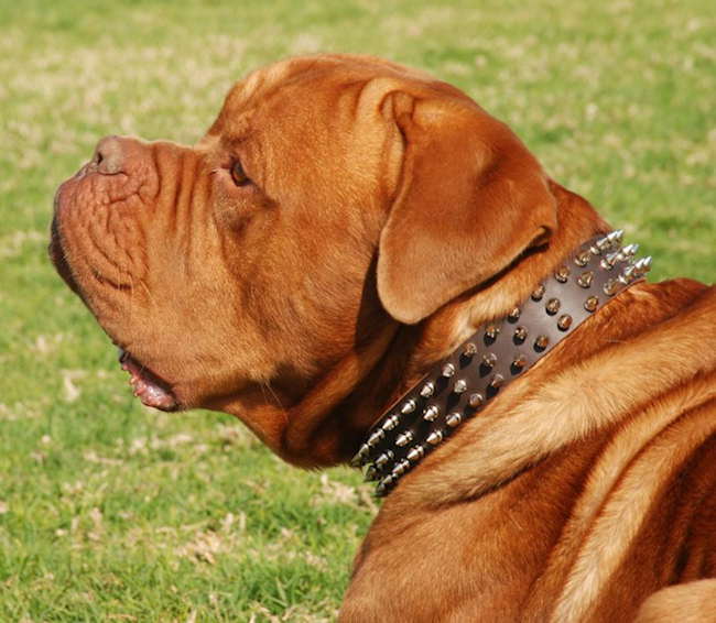 Leather 3 Rows Spiked Dog Collar for Dogue de Bordeaux - Click Image to Close